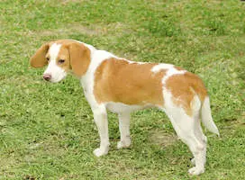 Istrian Short-Haired Hound